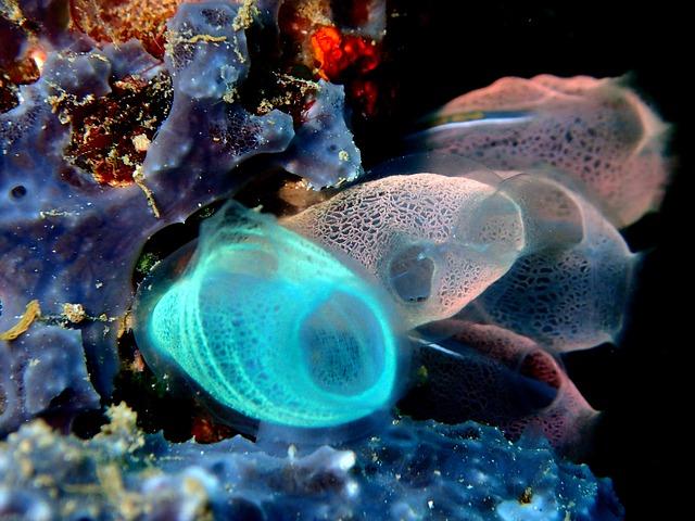 Corail Lembeh