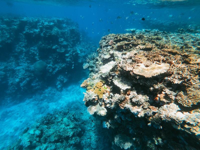 Corail, Grande barrière