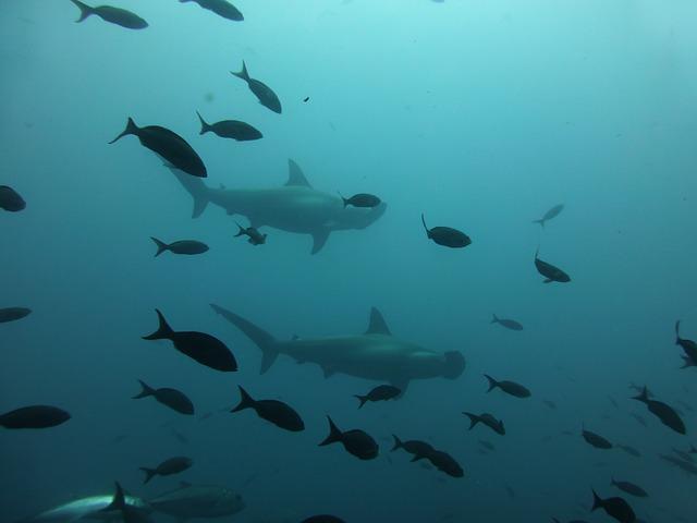 Requins et poissons dans les eaux de l'ile Darwin