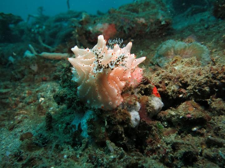 Photo du corail, lembeh