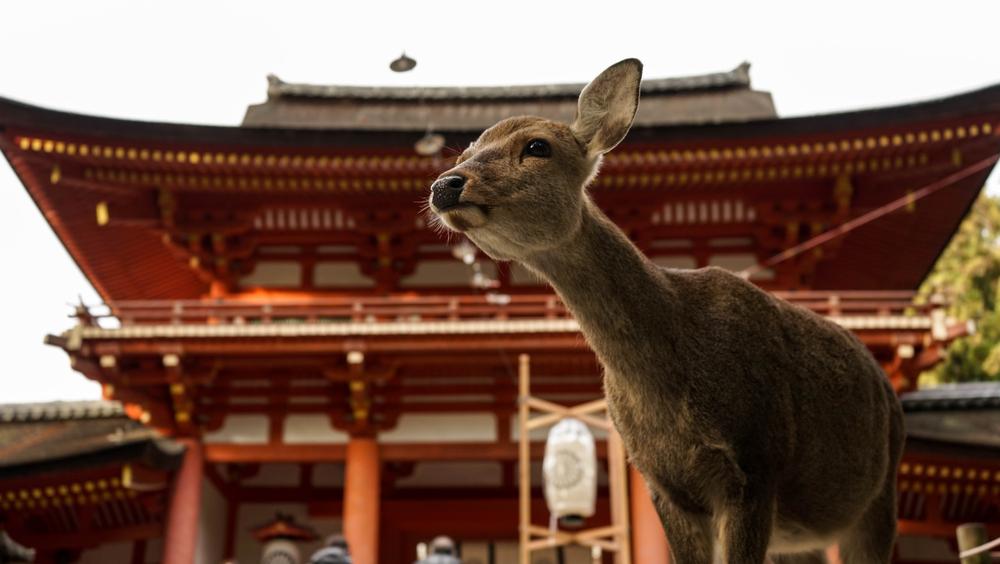 Nara_Japon